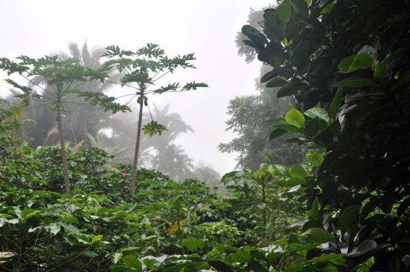 Neblina matinal no Sítio do Alemão, em Ubajara - CE